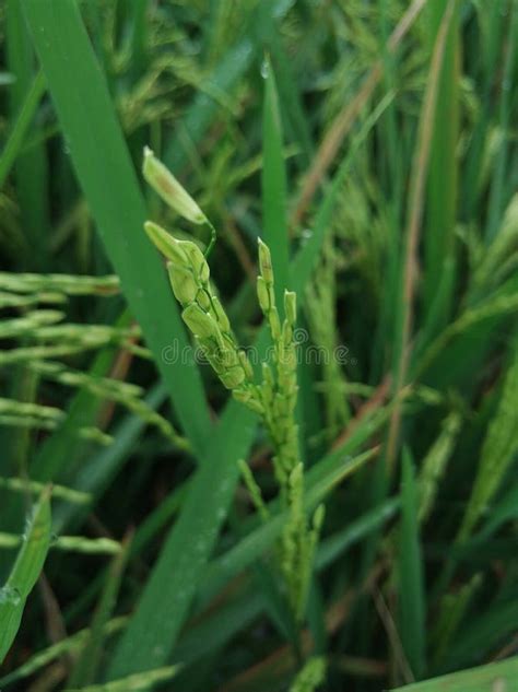 View of Thriving Rice Plants Stock Image - Image of plantation, prairie: 268203309