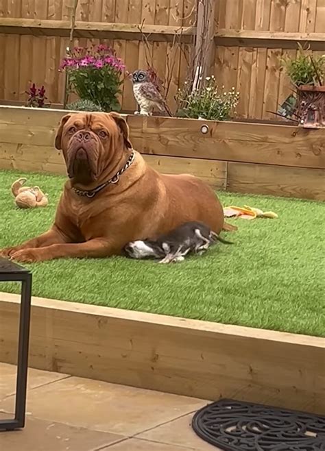 愛犬たちの激しい温度差。一緒に遊びたい小型犬とのんびりくつろいでいたい大型犬【海外・動画】 ｜ ガジェット通信 Getnews