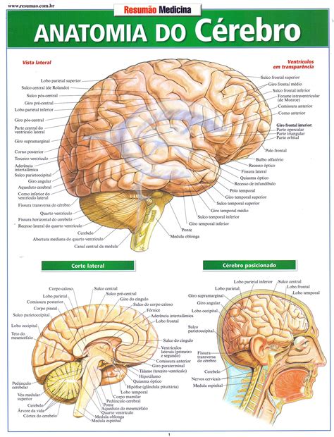 Anatomia Cerebro