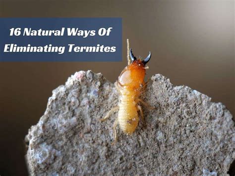 Natural Ways Of Eliminating Termites Biotech Termite And Pest Control