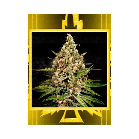 Bubba Slush Green House Seeds Indica Relajante