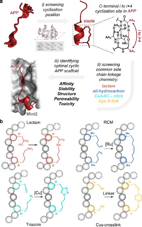 Cyclization Of Peptide Binding Motives A Development Of Cyclic App