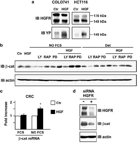 HGF HGFR Regulate B Catenin Expression In CRC Cells Western