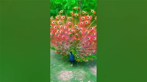 Peacock Shorts Video Peacock Dance 🦚🦚 Youtube