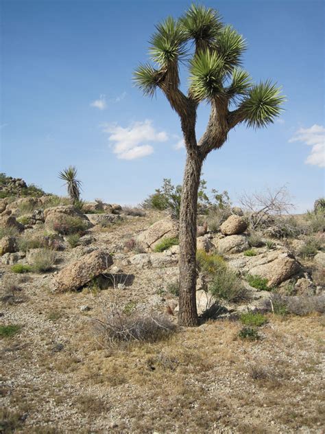 Fotos gratis paisaje árbol desierto planta pradera Desierto