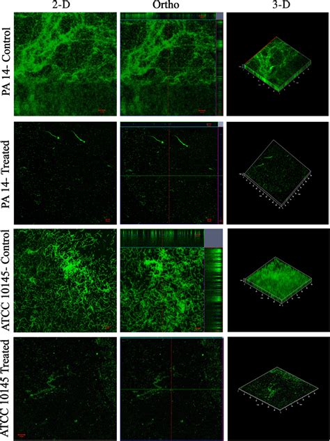 Confocal Micrographs Of Biofilms Formed By P Aeruginosa Pa And P