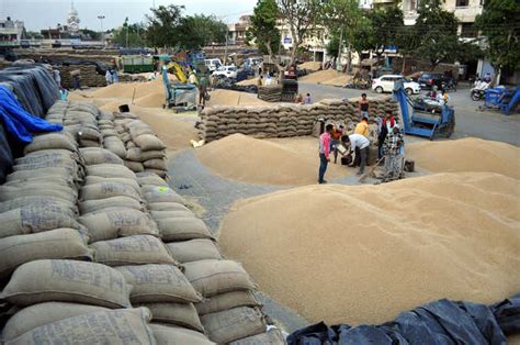 Heavy Arrivals Tardy Lifting Lead To Wheat Glut In Mandis The