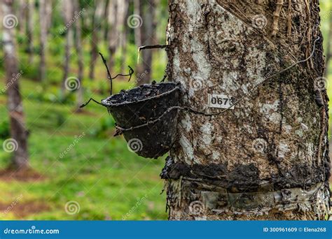 Enchanting Rubber Tree Grove In Sri Lanka Stock Image Image Of Tree