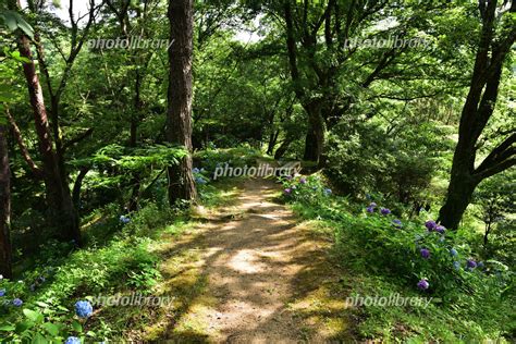 花とサンゴの小道 写真素材 [ 249790 ] 無料 フォトライブラリー Photolibrary