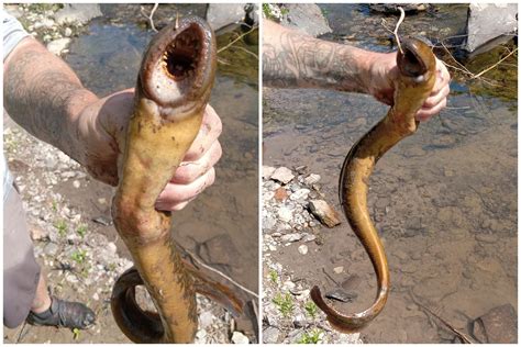 Un pêcheur découvre une créature marine avec la bouche la plus étrange