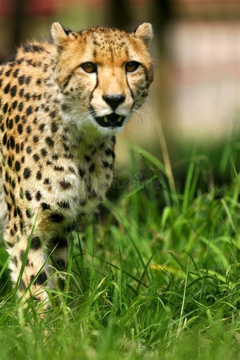 Afrikanischer Gepard Stockbild Bild Von Tier Spiel Geparden 3992013