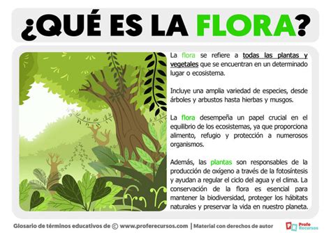 Qué es la Flora Definición de Flora