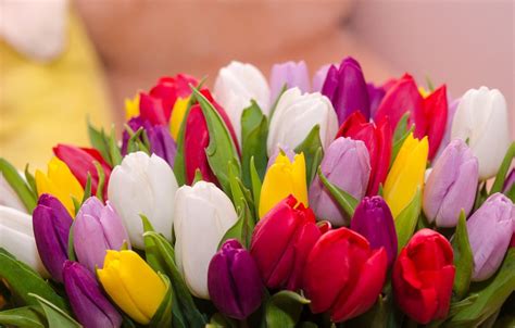 Colorful Tulips Wallpapers - Top Free Colorful Tulips Backgrounds ...