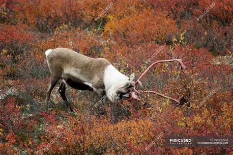 Barren Ground Caribou Bull Shedding Antlers In Autumnal Rutting Season