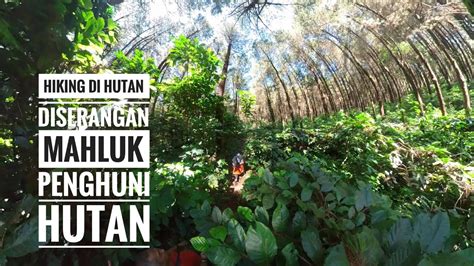 Didi Story Hiking Di Hutan Diserangan Mahluk Penghuni Hutan Youtube