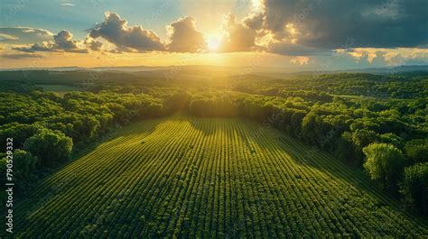 Aerial Style Image Showing Vast Agricultural Lands Once Dense Forests