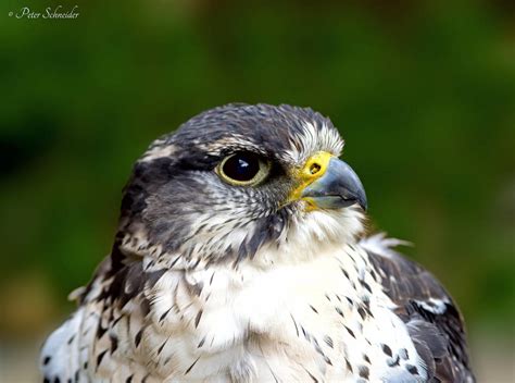 Profil Iv By Phototubby On Deviantart