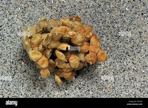 Common Whelk Buccinum Undatum Egg Mass Sea Wash Ball On Beach