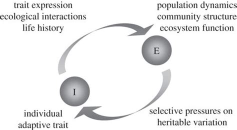 Eco Evolutionary Feedbacks Adaptive Dynamics And Evolutionary Rescue