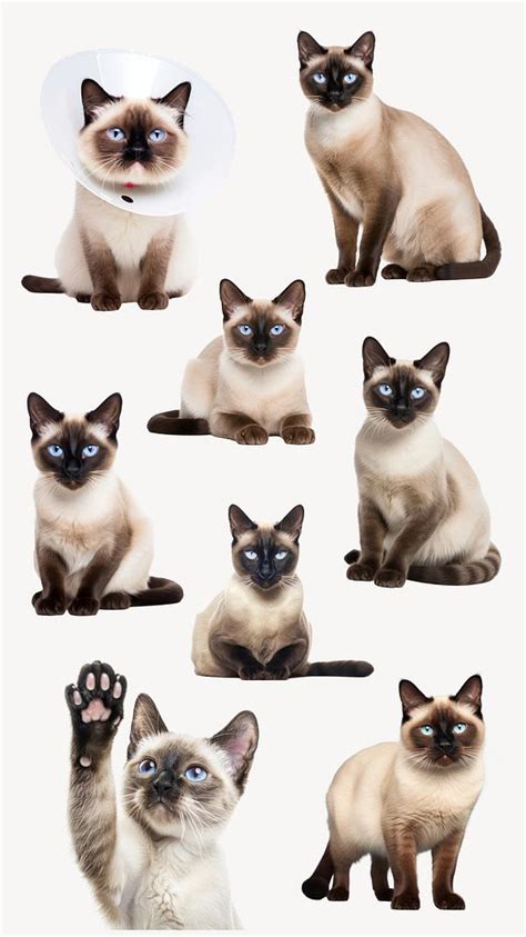 cute siamese cat isolated image  photo rawpixel
