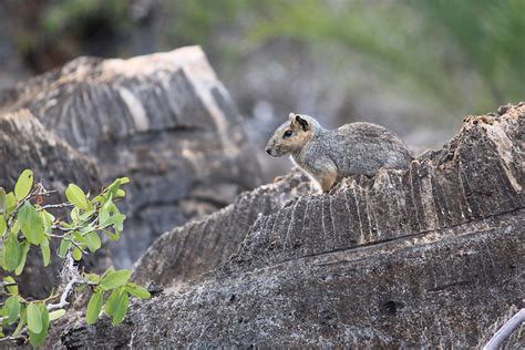 Acrobatic Cavy | Animal Database | Fandom