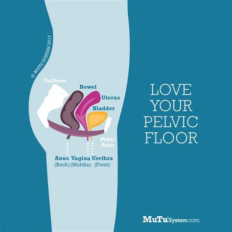 Pelvic Floor Infographic Mutu System Pelvic Floor Mutu System