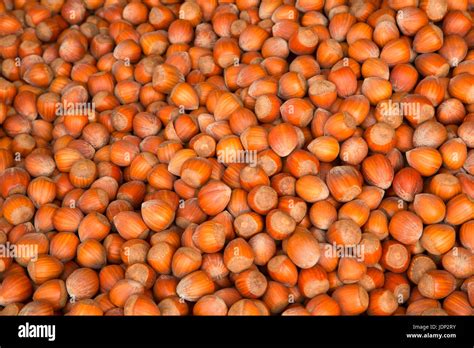 Hazelnuts Stock Photo Alamy