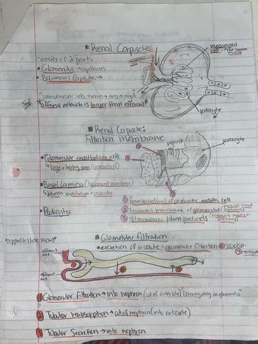 A P Final Exam Flashcards Quizlet