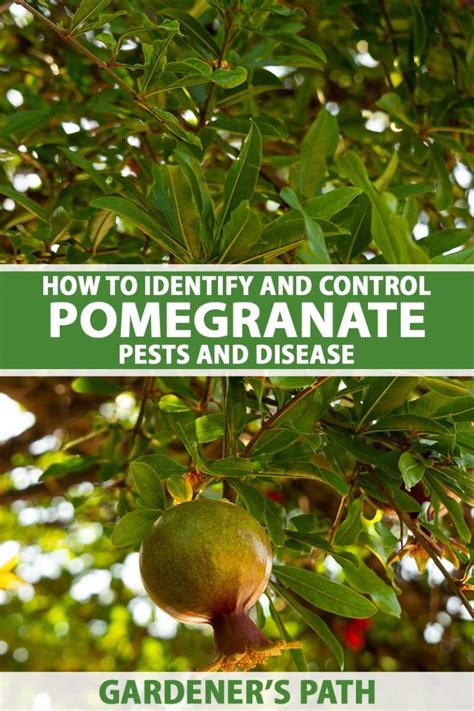 Identify And Control Pomegranate Pests And Diseases