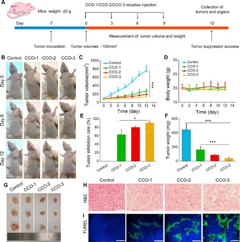 In Vivo Antitumor Performance Of Cco Micelles A Schematic