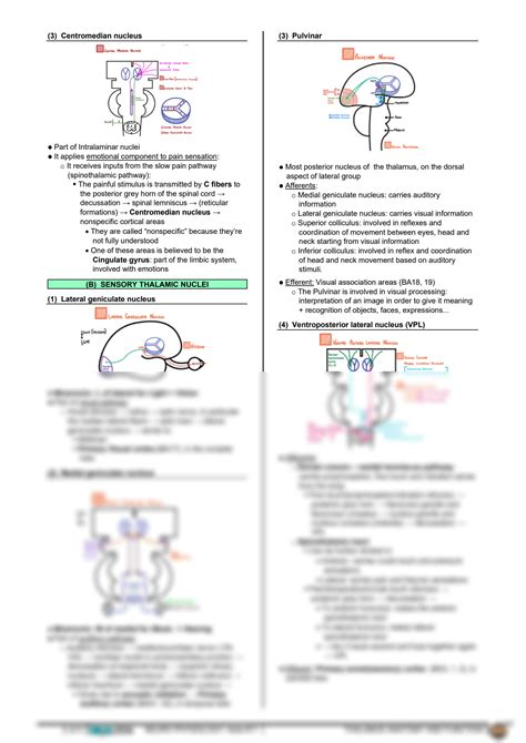 Solution Neurology Physiology Thalamus Anatomy And Function Studypool