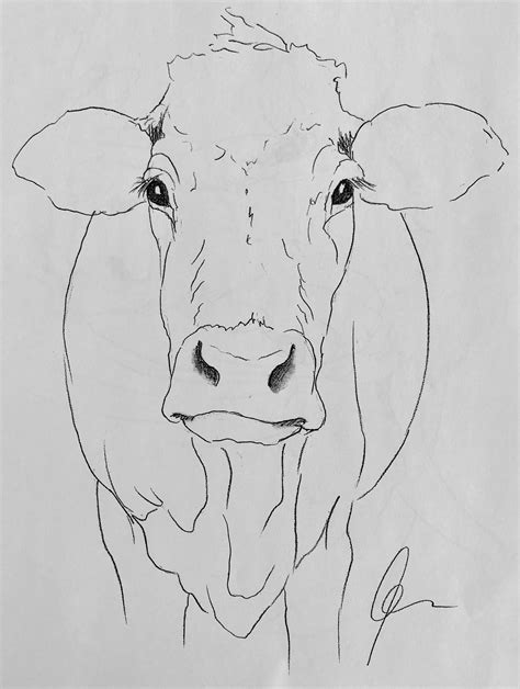 Cow Drawing Reference - Drawing.rjuuc.edu.np