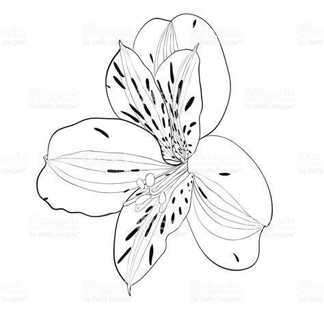 Alstroemeria Tattoo | [+]ALSTROEMERIA