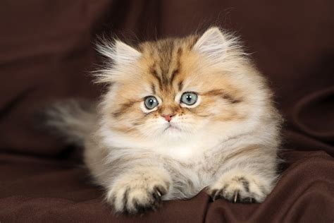 Gyzmo Shaded Golden Persian Kitten For Sale Luxury Kittens