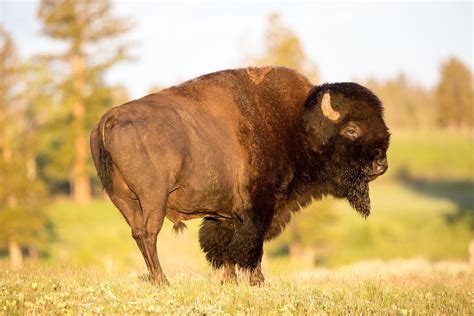 Yellowstone Bison Gores Phoenix Woman As She Walks Away Park Says