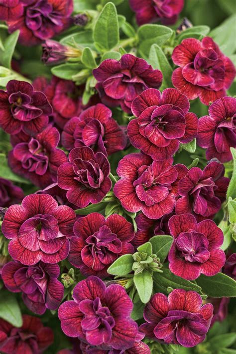 Superbells® Double Plum Double Calibrachoa Calibrachoa Hybrid