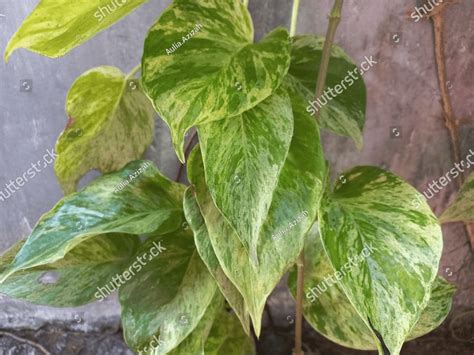 Epipremnum Aureum Or Golden Pothos Ceylon Creeper Hunter S Robe Ivy