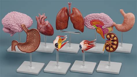 3d Anatomy Models Turbosquid 2026893