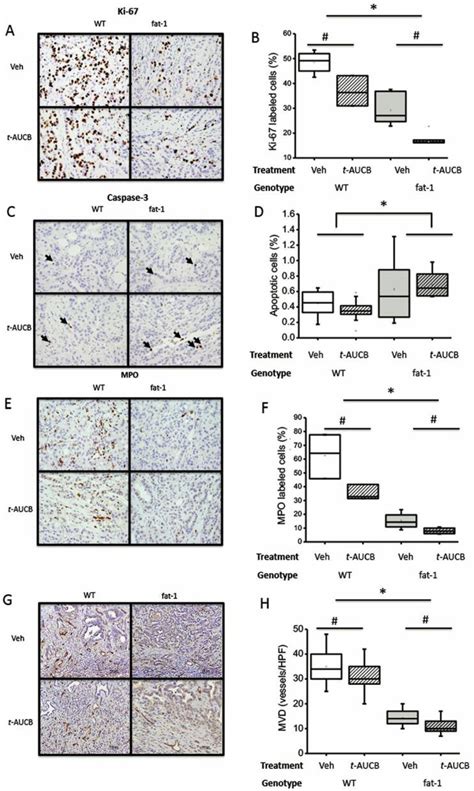 Immunohistochemistry Left Panel And Quantification Right Panel Of