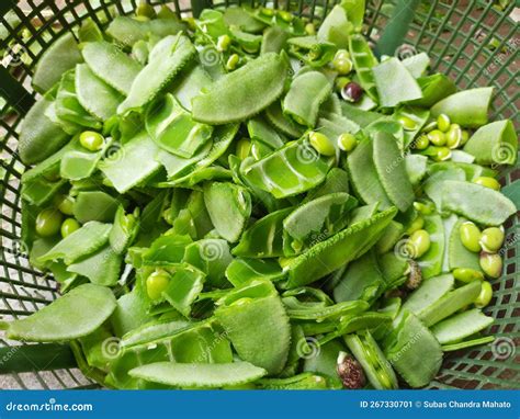 Lablab Purpureus Vegetable Stock Image Image Of Vegetable Purpureus