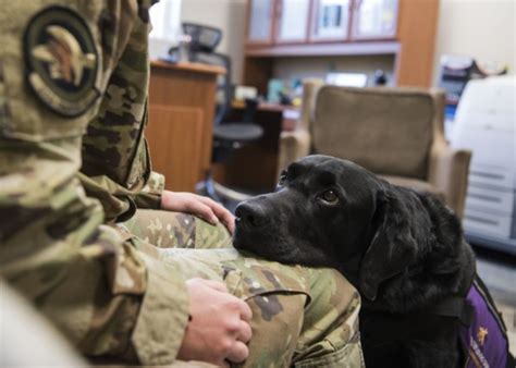 House Passes Bill Allowing Veterans To Train Service Dogs Task And Purpose