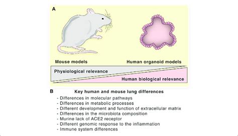 Key Human And Mouse Lung Differences A Biological And