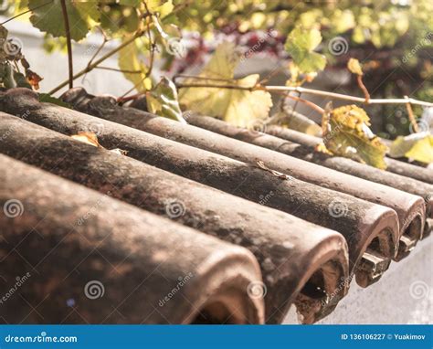 Tejado De Teja Viejo Cubierto Con Las Hojas De La Primavera Imagen De