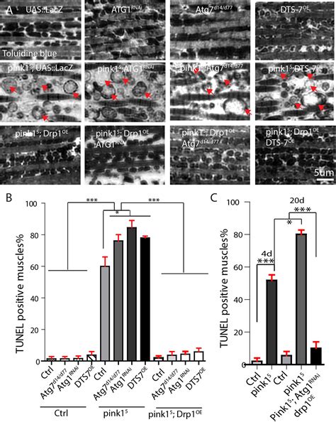 Atg Mediated Autophagy Suppresses Tissue Degeneration In Pink Parkin