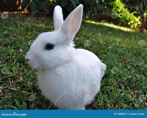 White Rabbit Stock Image Image 1508501