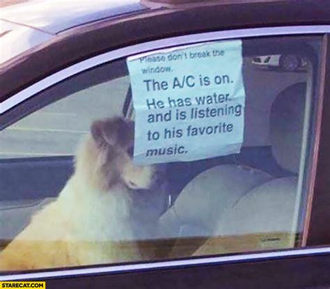 Dog in a car the A/C is on, he has water and is listening to his ...