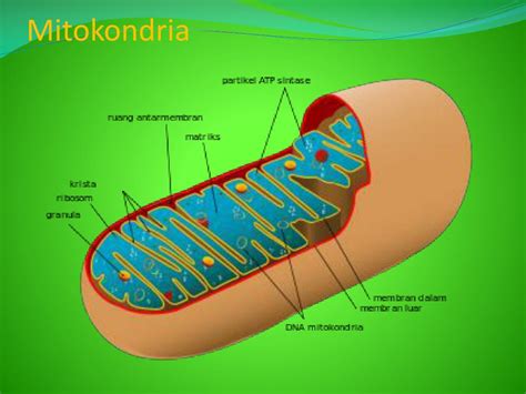 Ppt Gambar Sel Tumbuhan Dan Sel Hewan Beserta Organelnya Powerpoint