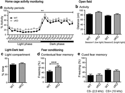 Bsn Cko Mice Display Increased Contextual Fear Memory A Analysis Of Download Scientific