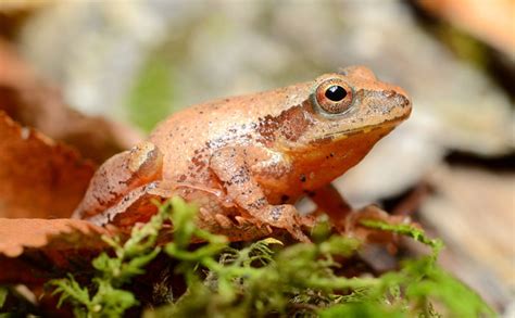 Spring Peeper 101 Physical Characteristics Habitat Behavior And