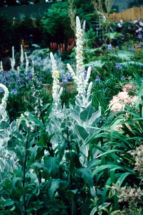 verbascum bombyciferum giant silver mullein garden center marketing
